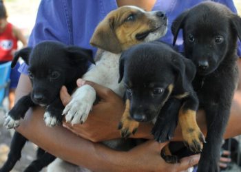 Foto: Sepa/Divulgação