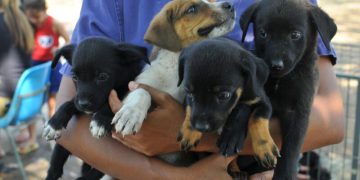 Foto: Sepa/Divulgação