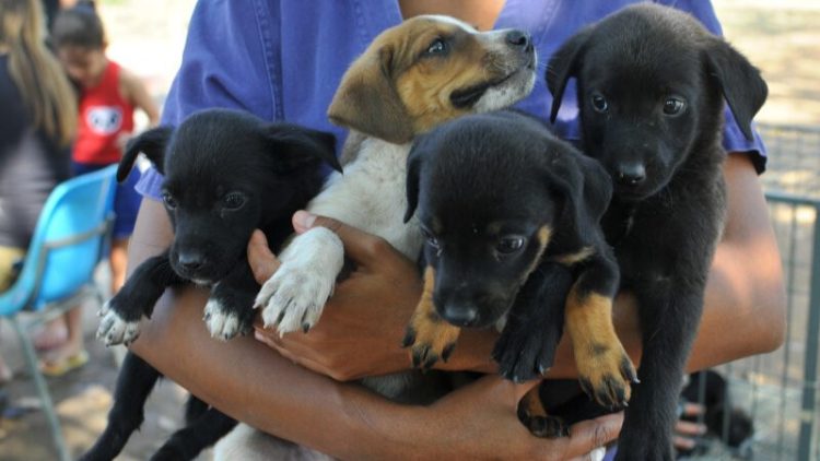 Foto: Sepa/Divulgação