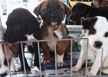 Foto: Sepa/Divulgação