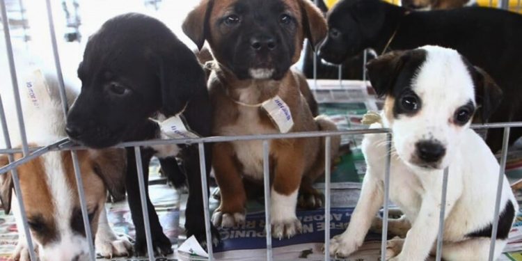 Foto: Sepa/Divulgação