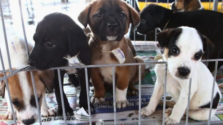 Foto: Sepa/Divulgação